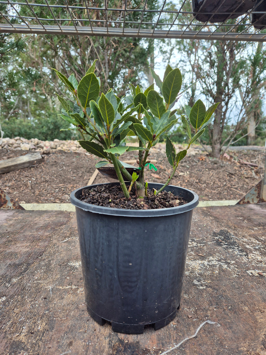 Laurus nobilis Baby Bay
