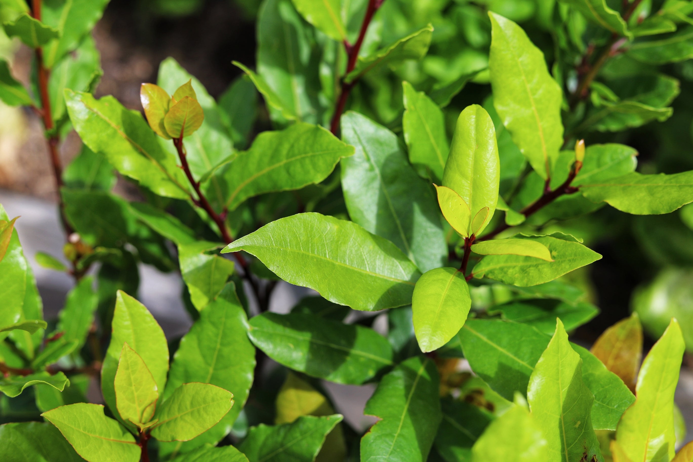 Laurus nobilis Baby Bay