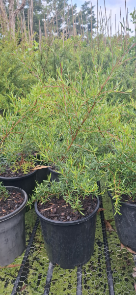 Leptospermum Lemon Frost