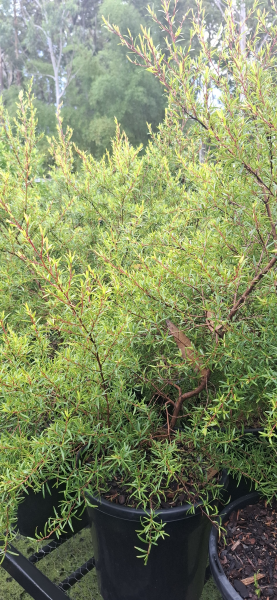 Leptospermum Lemon Frost