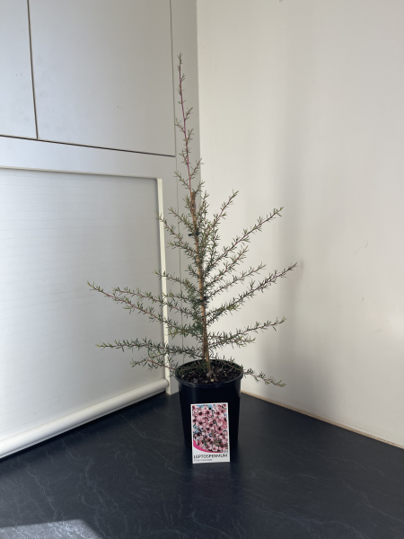 Leptospermum Pink Cascade