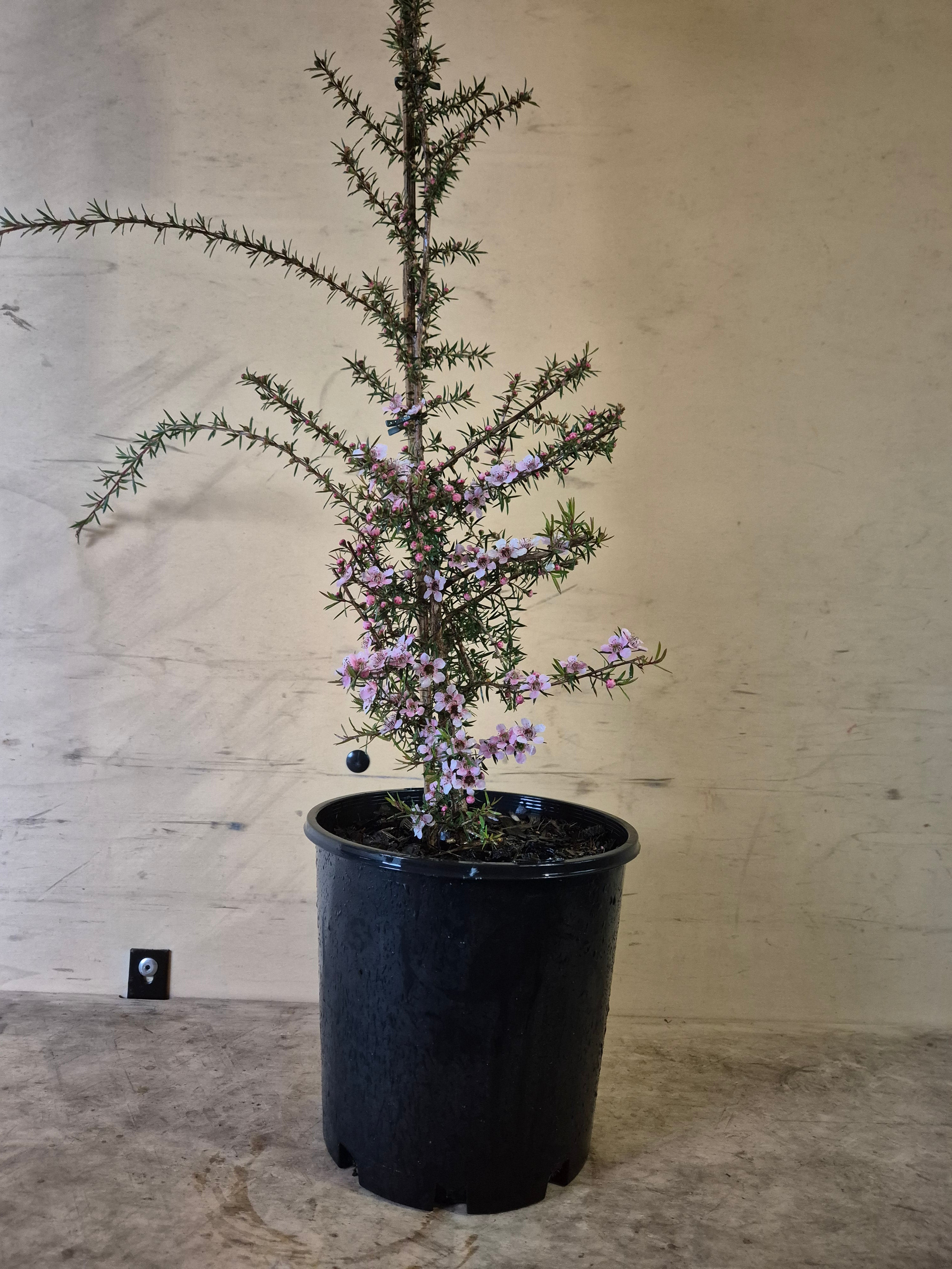 Leptospermum Pink Cascade