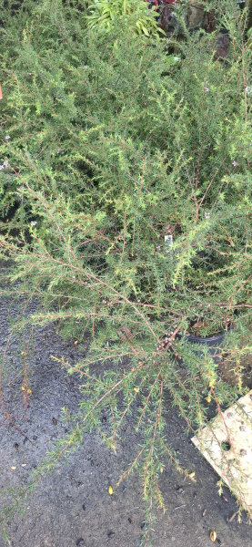 Leptospermum Pink Cascade