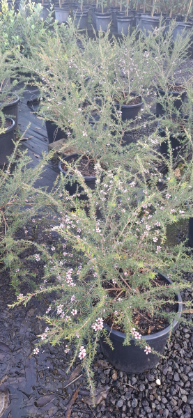 Leptospermum Pink Cascade