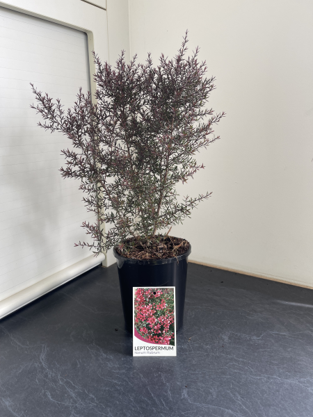 Leptospermum nanum rubrum