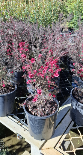 Leptospermum nanum rubrum