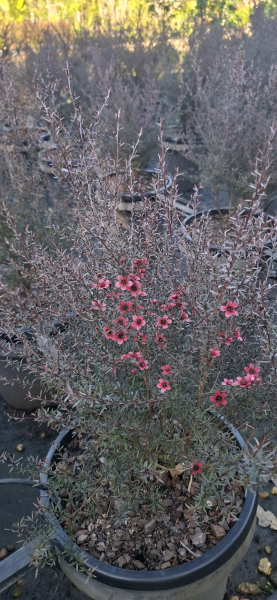 Leptospermum nanum rubrum