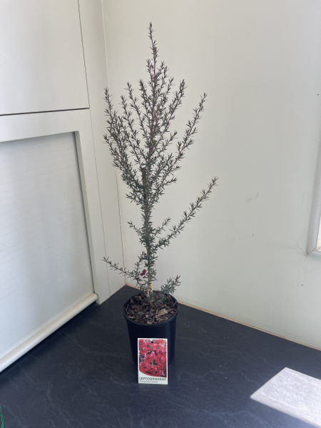 Leptospermum scoparium Burgundy Queen