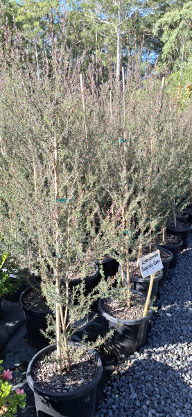 Leptospermum scoparium Burgundy Queen