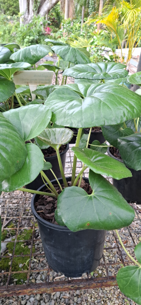Ligularia dentata reniformis Tractor Seat Plant