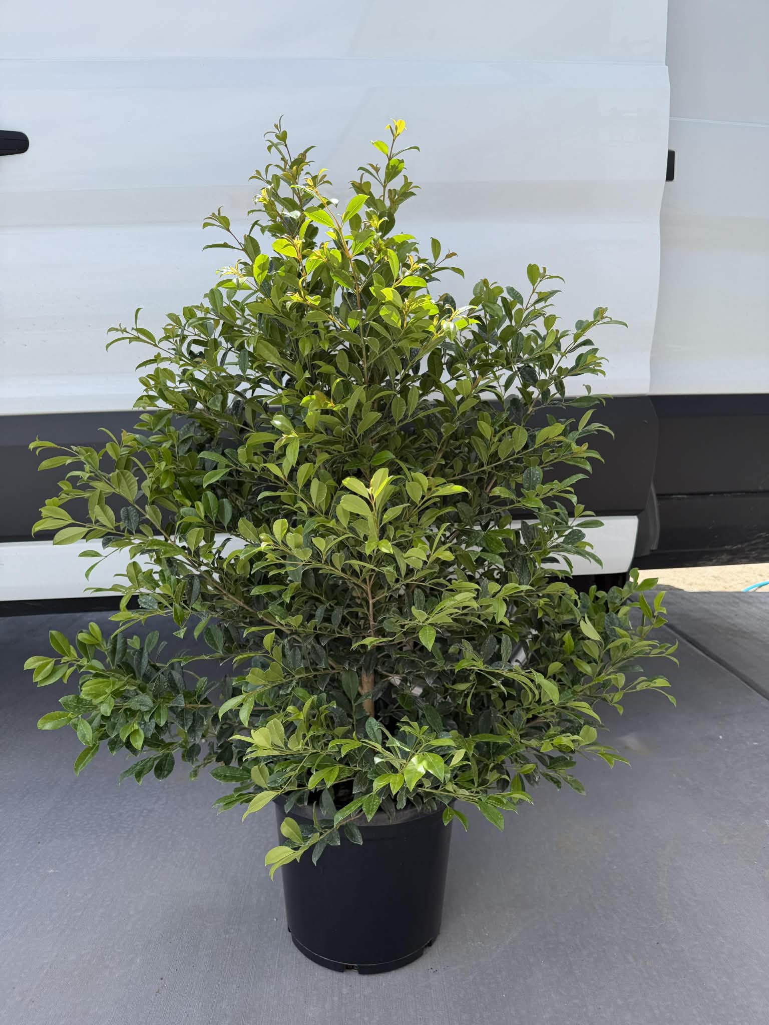 Lilly Pilly 'Resilience' (Syzygium australe)