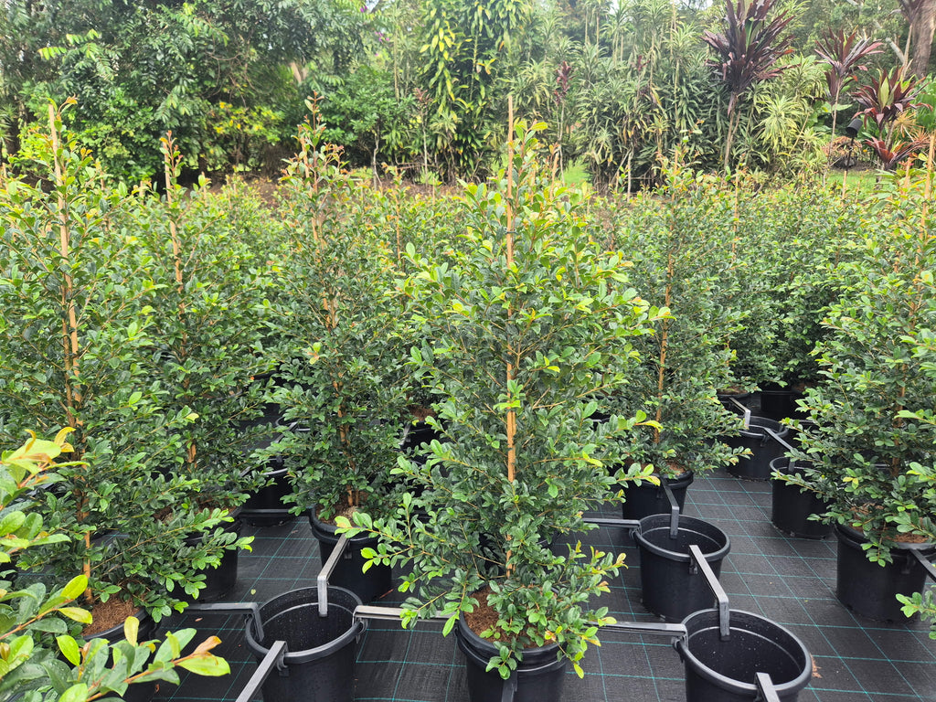 Parus Pilly Lilly Pilly Hedge - Buy Lilly Pilly Tree Brisbane
