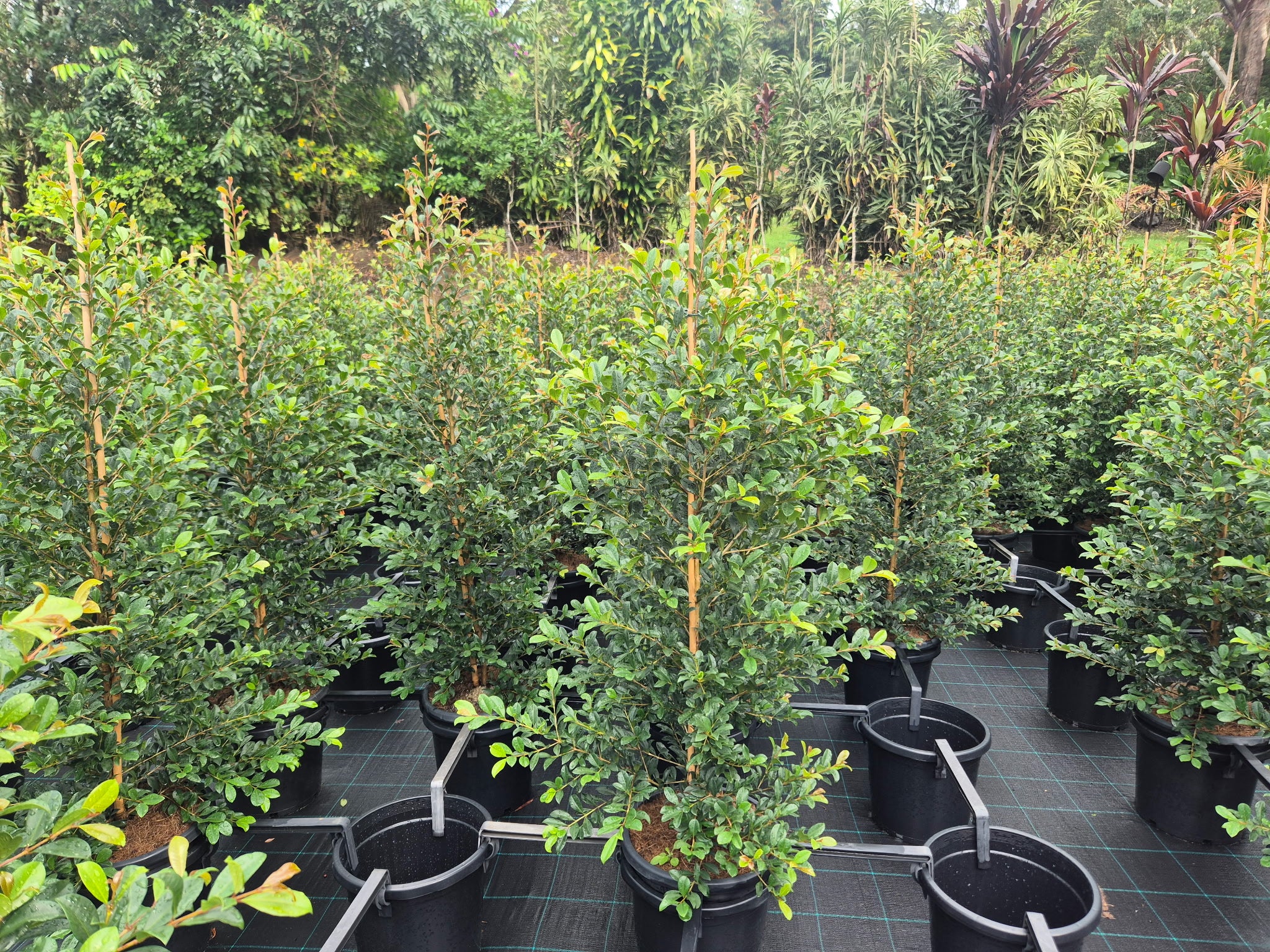Lilly Pilly 'Resilience' (Syzygium australe)