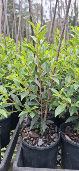 Lilly Pilly 'Select' (Syzygium australe)