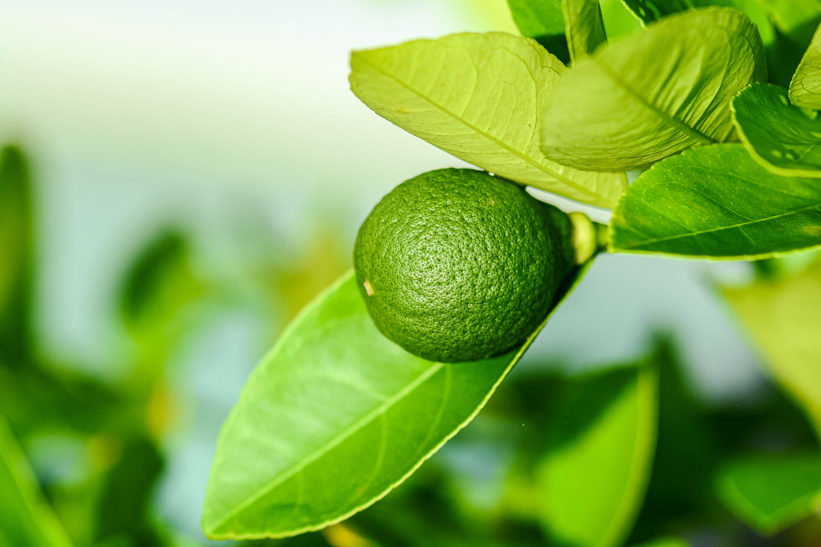 Citrus - Lime Tahitian Dwarf Citrus Latifolia Dwarf
