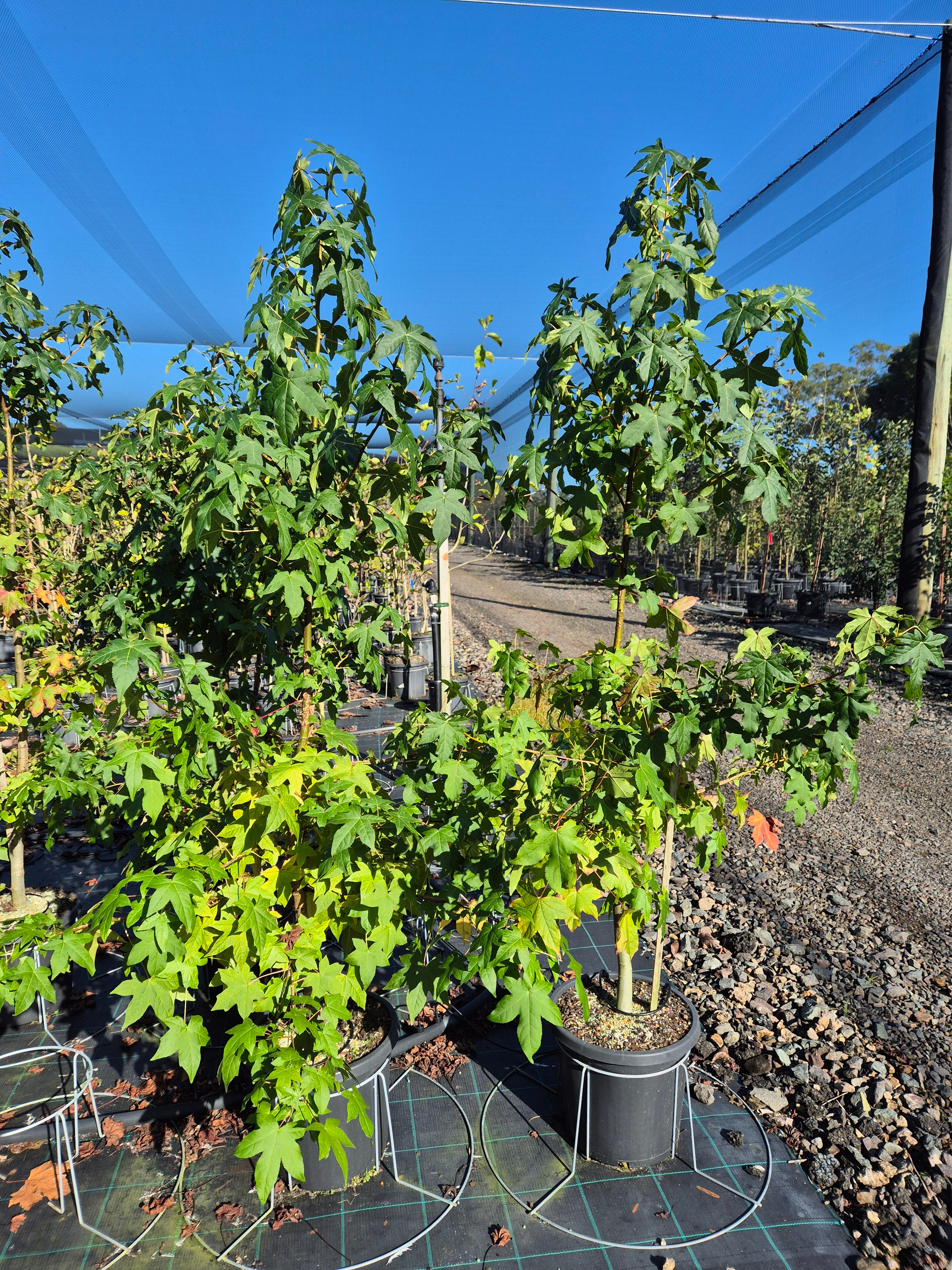 Liquidambar styraciflua
