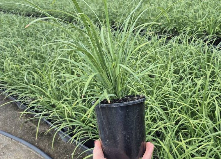 Liriope muscari Evergreen Giant