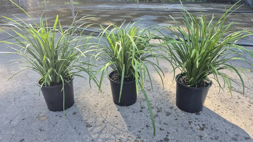 Liriope muscari Evergreen Giant