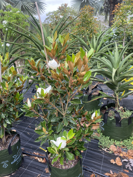 Magnolia grandiflora Little Gem