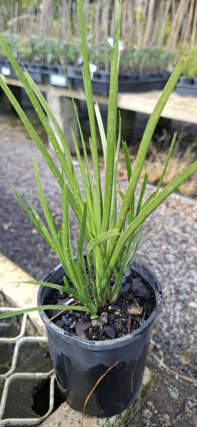 Lomandra Lime Tuff