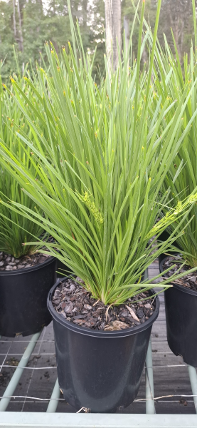 Lomandra Lime Tuff