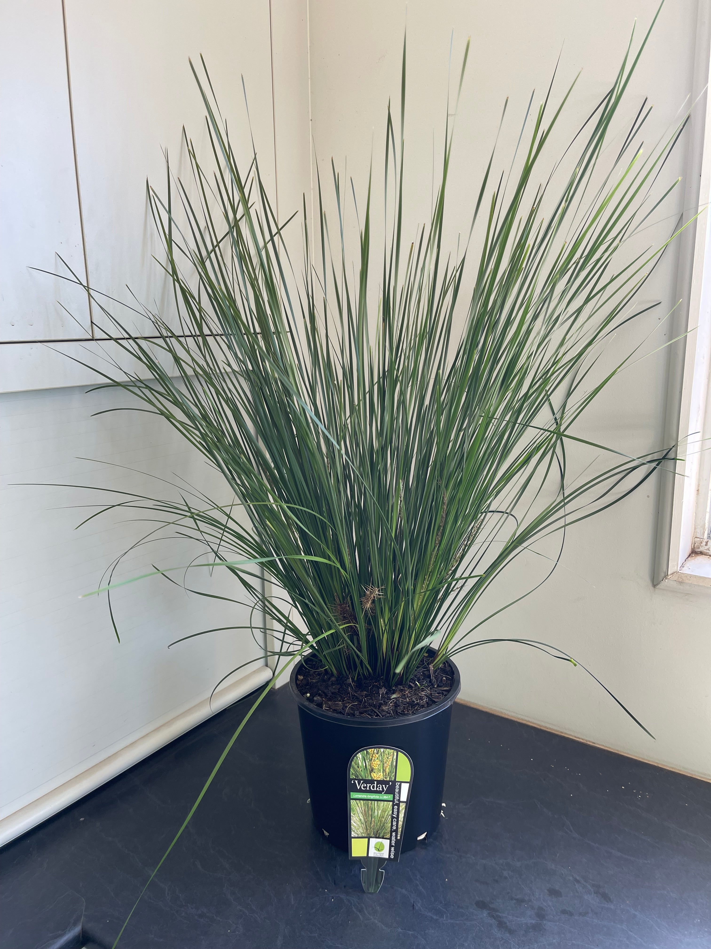 Lomandra longifolia Verday