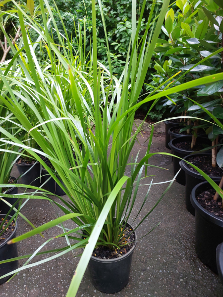 Lomandra hystrix