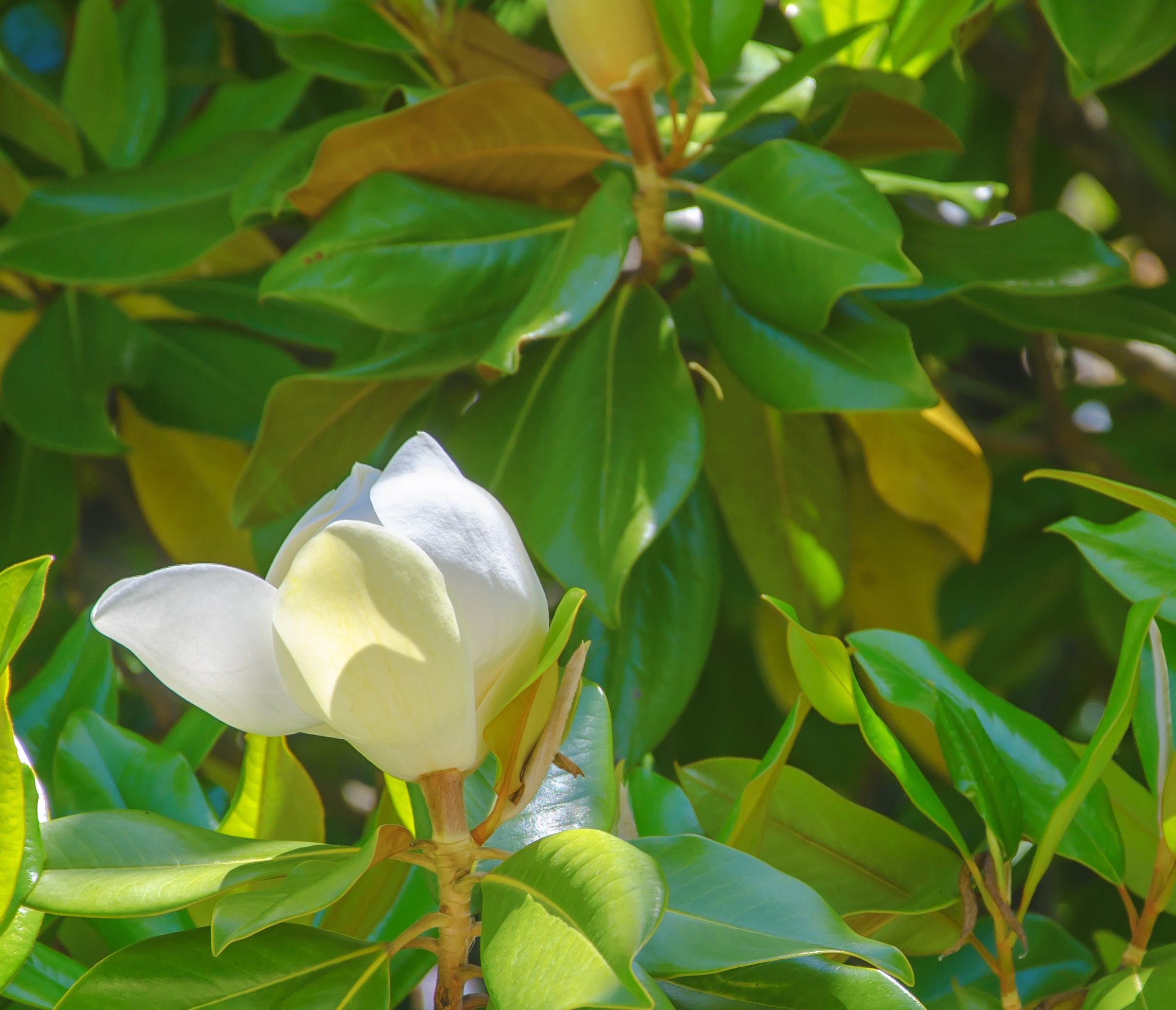 Magnolia grandiﬂora Sweet and Neat