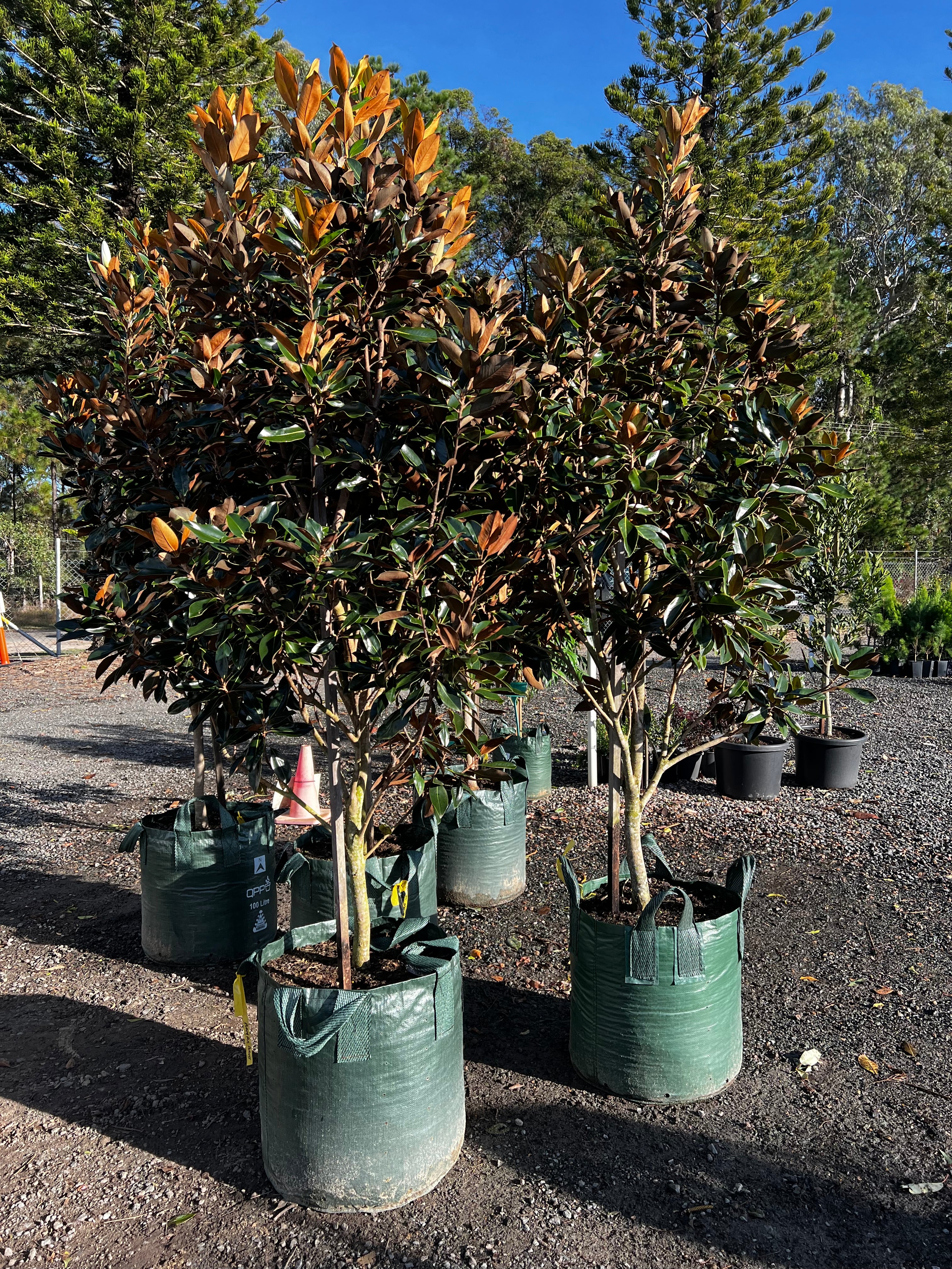 Magnolia grandiflora Little Gem