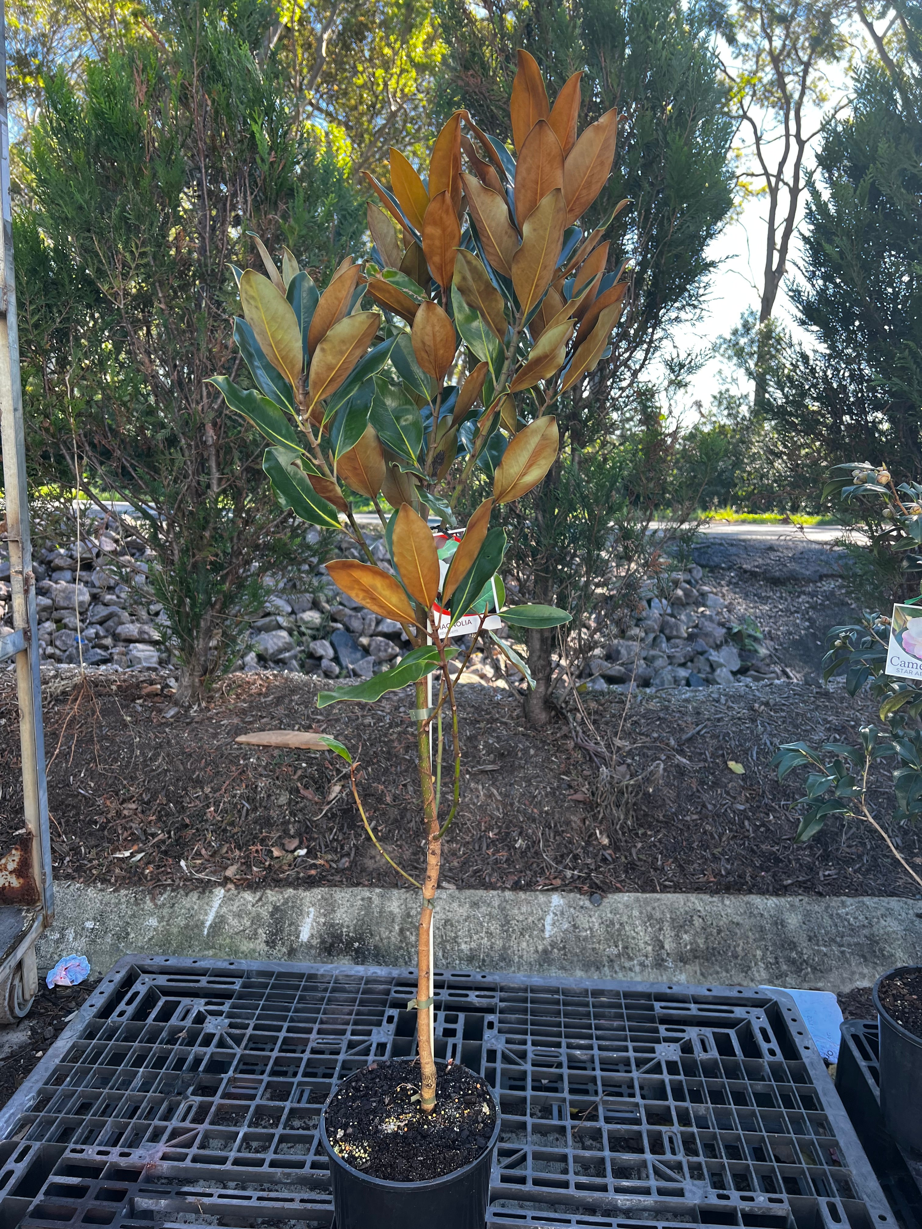 Magnolia grandiflora Little Gem