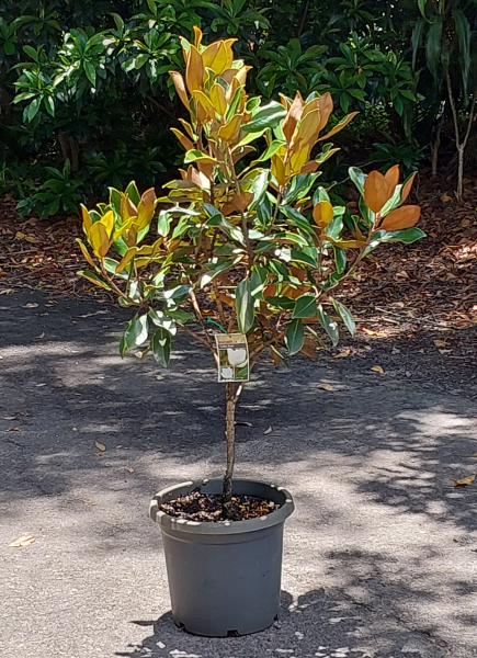 Magnolia grandiflora Little Gem