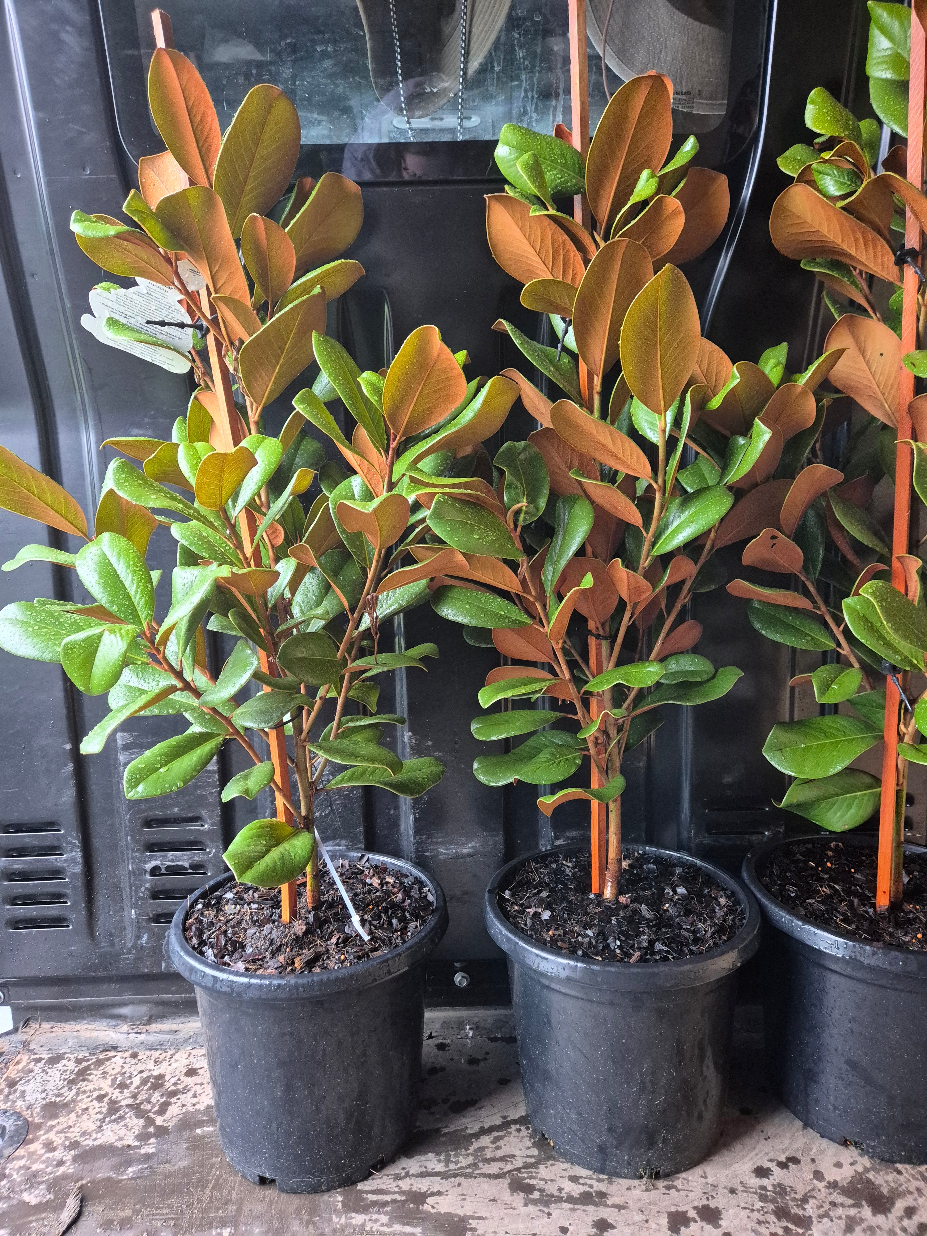 Magnolia grandiflora Teddy Bear