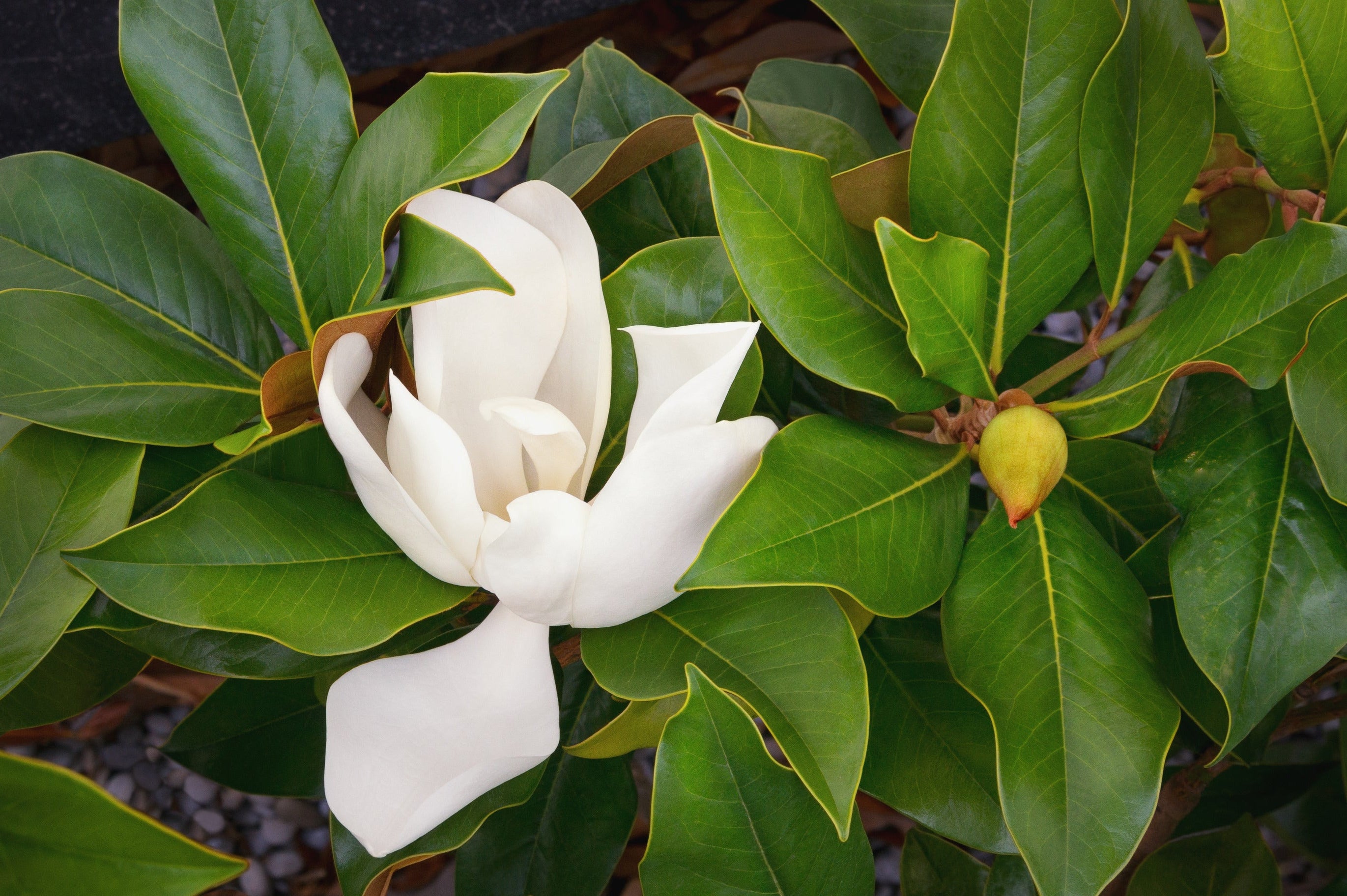 Magnolia grandiflora Sweet Spire