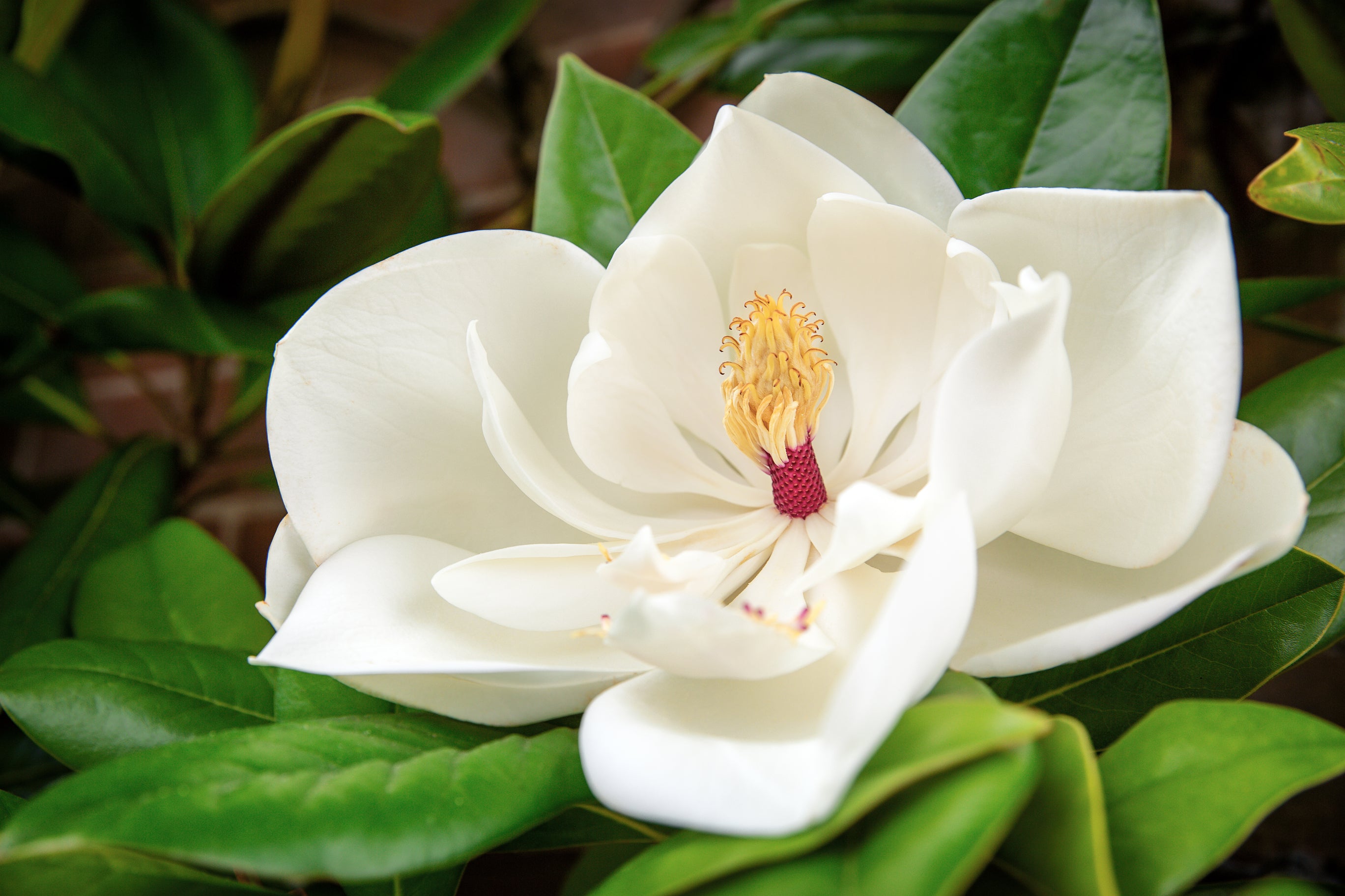Magnolia grandiflora Sweet Spire