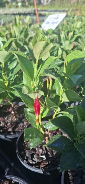 Mandevilla Aloha Forever Red