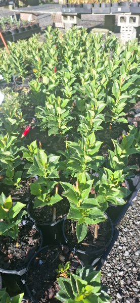 Mandevilla Aloha Forever Red