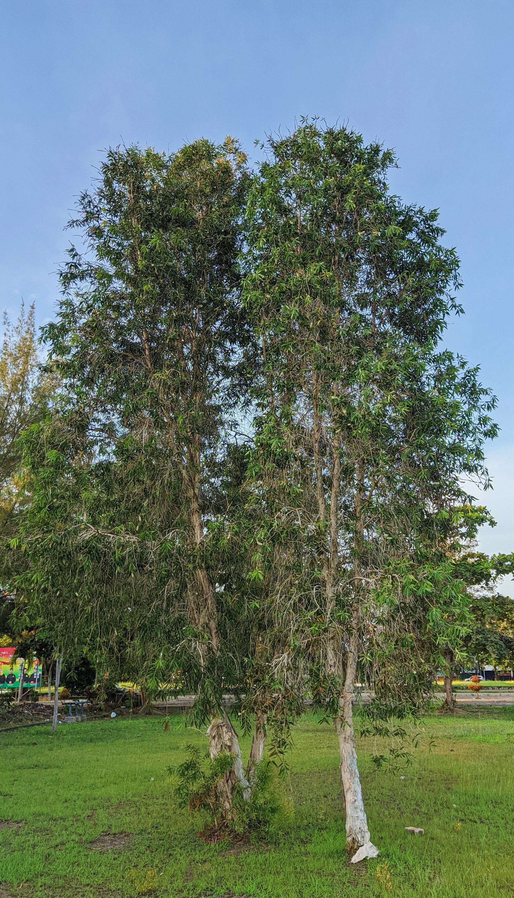 Melaleuca leucadendra Fine Leaf