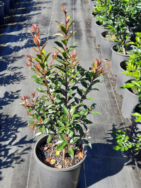Metrosideros vitiensis Fiji Fire