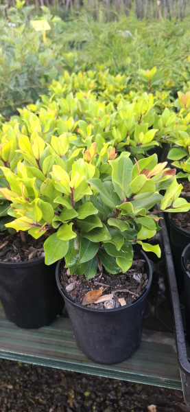 Metrosideros collina Little Ewan