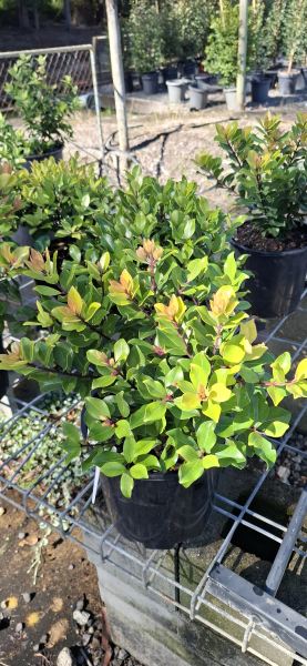 Metrosideros collina Little Ewan