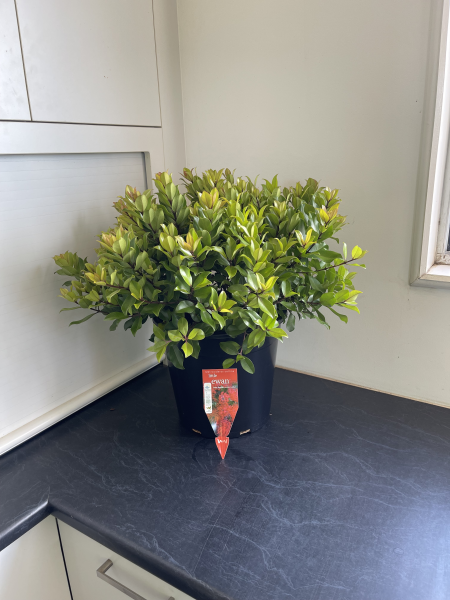 Metrosideros collina Little Ewan