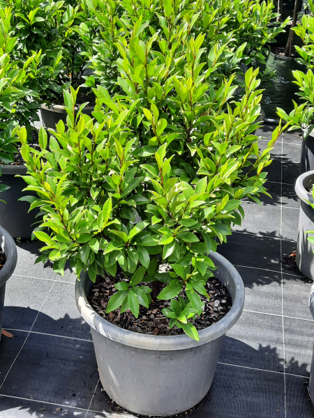 Michelia ﬁgo Port Wine Magnolia