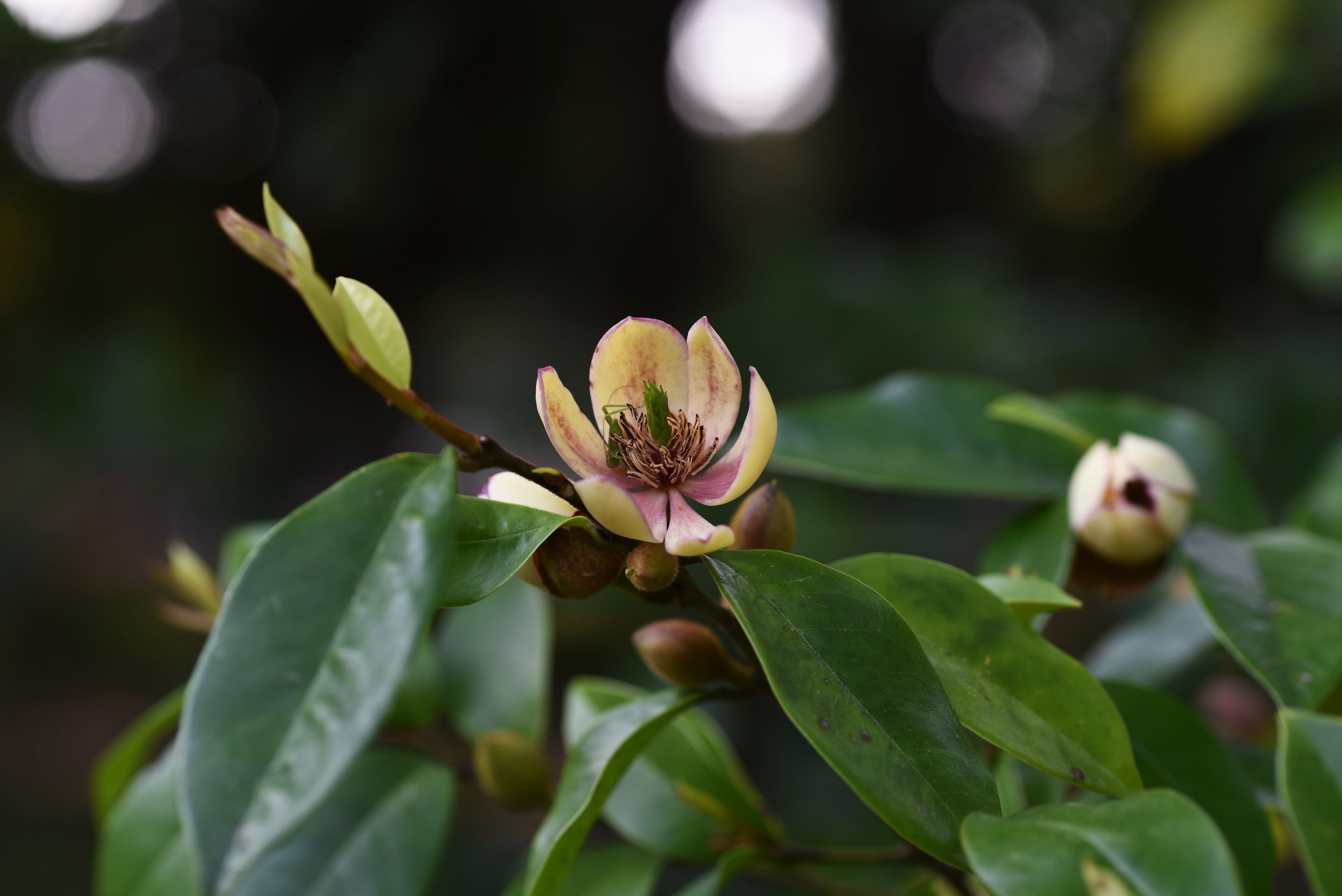 Michelia Coco
