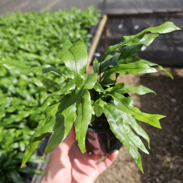 Microsorum diversifolium Kangaroo Fern