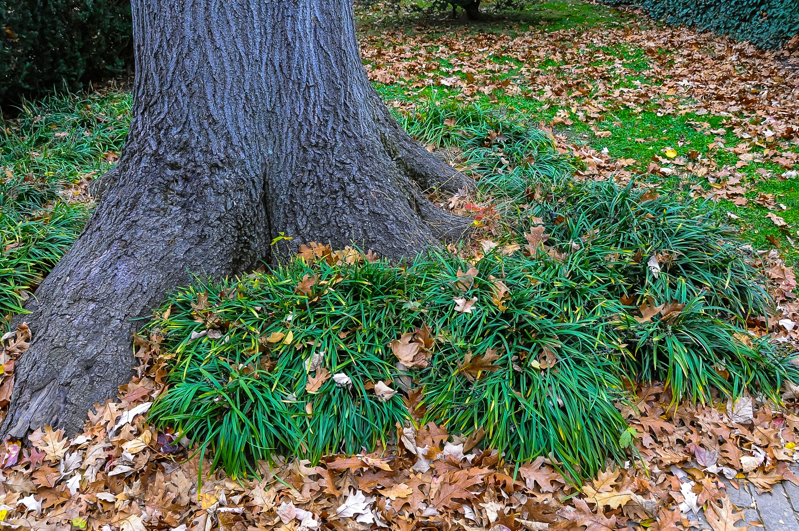 Ophiopogon japonicus
