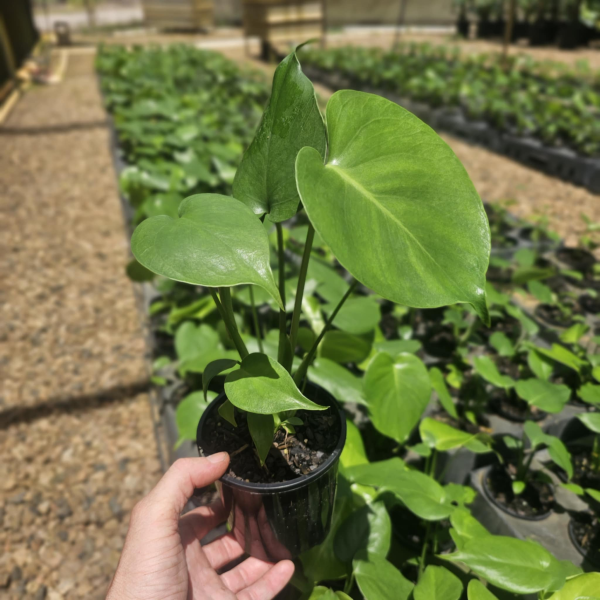 Monstera deliciosa
