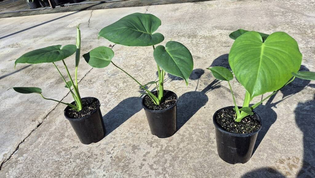 Monstera deliciosa