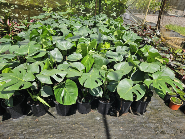 Monstera deliciosa