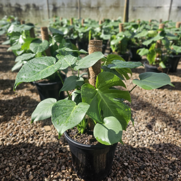 Monstera deliciosa