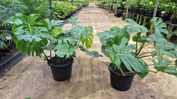 Monstera deliciosa